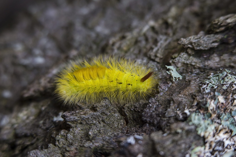 animal themes, rock - object, caterpillar, nature, no people, prickly, moth, insect, black, solid, rock, animals in the wild, 4K, yellow, day, worm, tussock