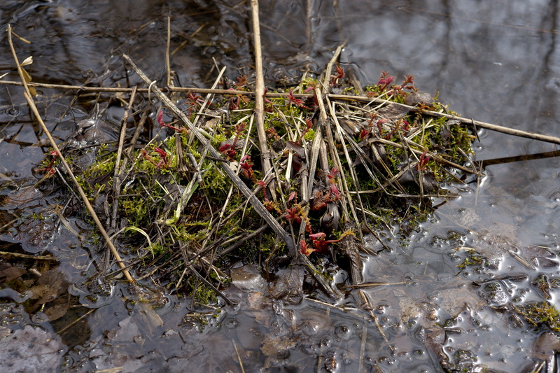 no people, high angle view, silence, beautiful, pollution, reeds, nature, plant part, field, stick - plant part, growth, siberian swamp, water, last years grass