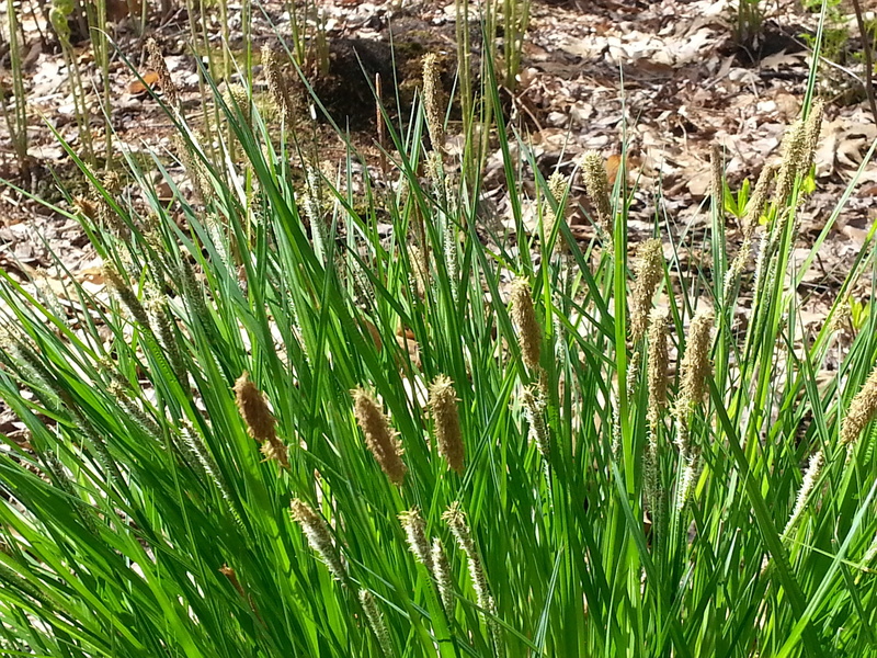 nature, grass, Grasses, environment, organic, sedge, agriculture, foliage, growth, beauty in nature, green, water, animals in the wild, natural, one animal