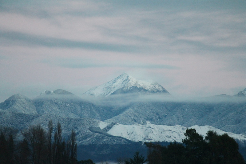 snowcapped mountain, landscape, Marlborough, Snow, tree, outdoors, cloud - sky, pine tree, Wither, no people, tranquil scene, tussock, nature, mountain