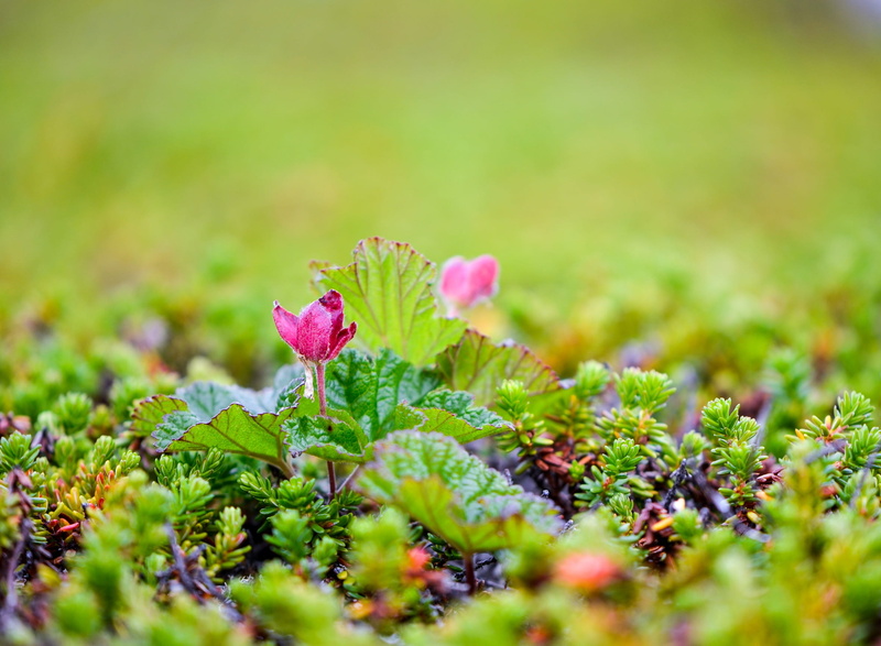 close-up, vulnerability, plant part, flowering plant, nature, polish, freshness, swamp, purple, norway, beauty in nature, photography, petaled, growth