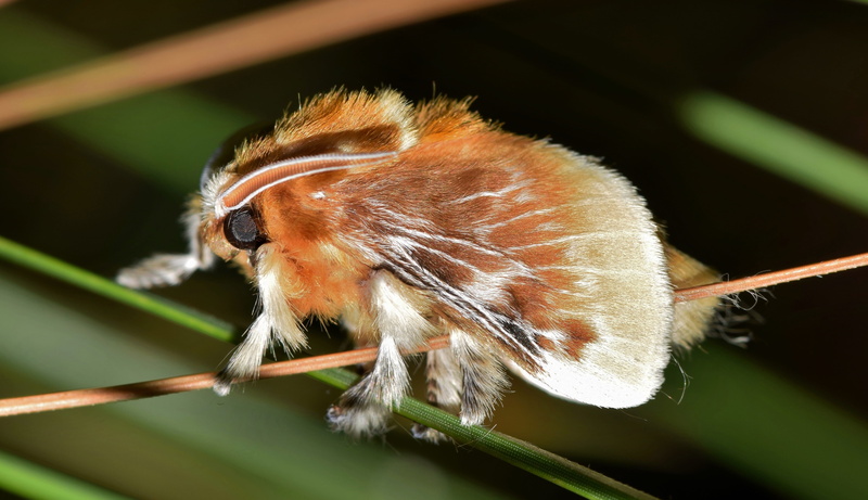 animal, nature, tilt, focus on foreground, macro, no people, insect, tussock, animals in the wild, 4K, mammal, animal body part, moth, leaf, outdoors