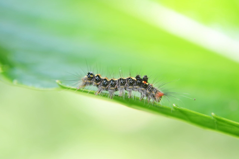 photography, animals in the wild, animal eye, nature, mawanella, animal themes, macro, Leaf, sri lanka, moth, butterfly, close-up, plant part, insect, arthropod