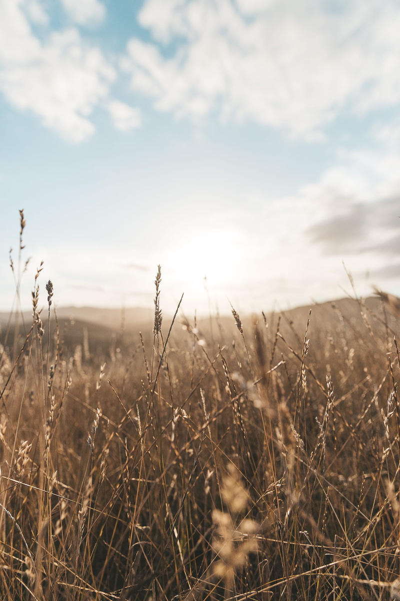 grass, day, daytime, sunlight, focus on foreground, tranquil scene, tranquility, plant, growth, cloud - sky, stalk, beauty in nature, field, sky, meadow