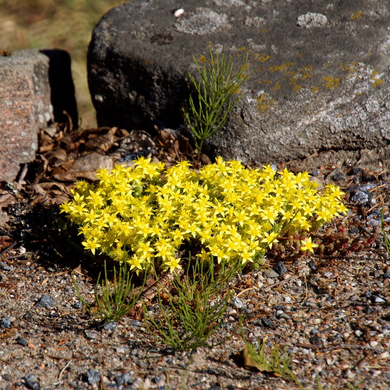 field, solid, rock, growth, 2K, selective focus, plant, close-up, small yellow flowers, flower head, lichen, no people, yellow, vulnerability, flowering plant