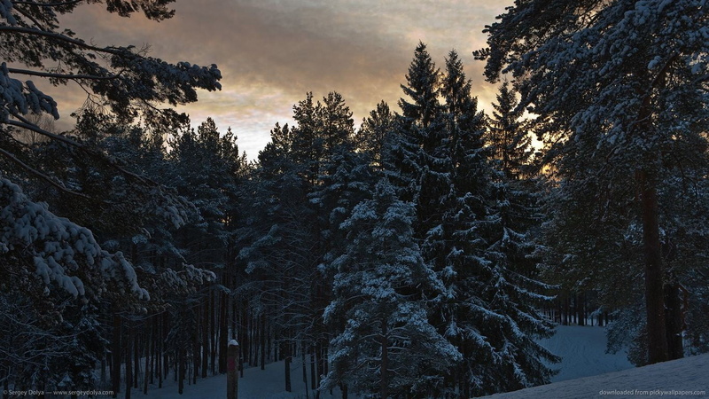 beauty in nature, pine, scenics - nature, woodland, 720P, no people, tranquility, sky, day, snowcapped mountain, pine tree, cold temperature, forest, evergreen tree