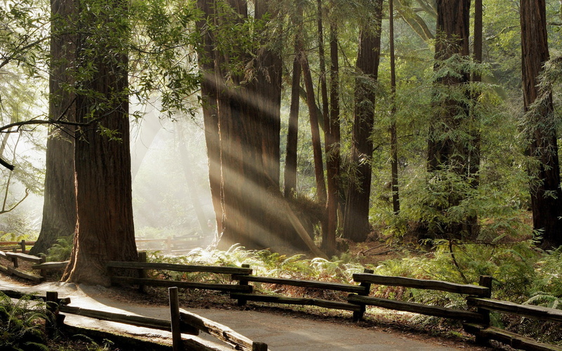 scenary, 1080P, nature, trees
