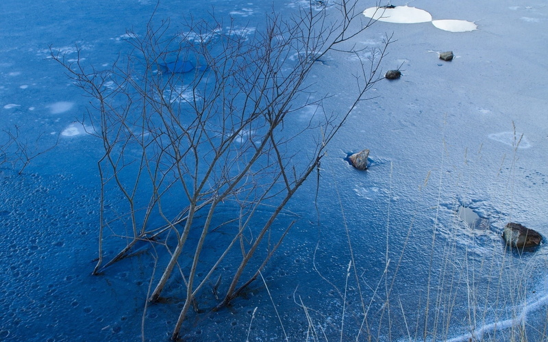 1080P, frost, animal wildlife, frozen, snow, bushes, branch, blue, day, beauty in nature, icy, winter, surface, animal themes, ice, high angle view, rocks