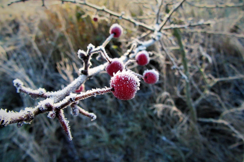 nature, growth, healthy eating, red, beauty in nature, plant, outdoors, ice, winter, frozen, food and drink, snow, cold temperature, icy, focus on foreground