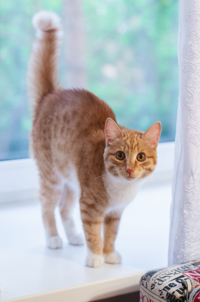 geranium, window, clothing, animal themes, banister, blossom, flower, russia, kitten, one animal, domestic cat, vertebrate, cat, 2K, domestic, domestic animals