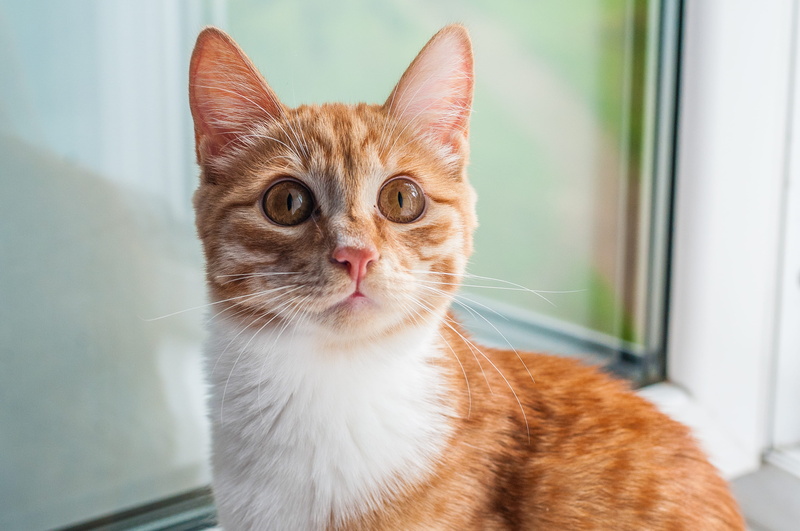 focus on foreground, manx, #cat  #redcat, indoors, looking at camera, cat, doctor, whisker, flower, hardwood, domestic cat, irkutsk, domestic, animal head