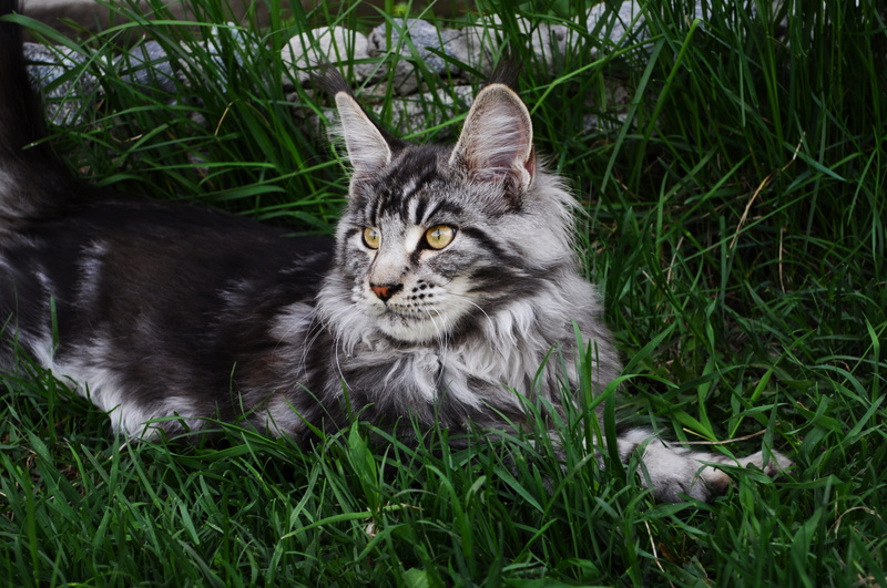 ground, whisker, manx, yellow eyes, one animal, 4K, domestic cat, domestic, abyssinian, maine coon cat, animal, portrait, pet, domestic animals, cat, vertebrate