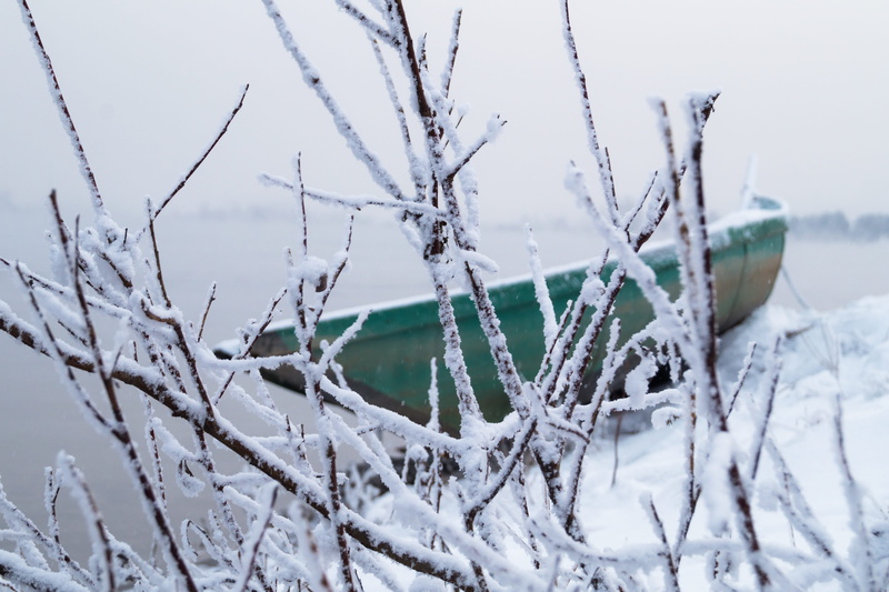 close-up, river, russia, 5K, ice, frozen, frost, fog, branch, focus on foreground, shrub, cold temperature, tree, tranquility, dead plant, beauty in nature