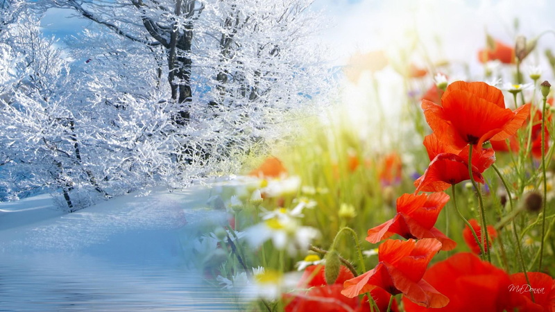 spring, field, flowers, petaled, frost, winter, trees, cold, fleurs, red, poppies, fantasy, wild flowers, 1080P, ze, daisies