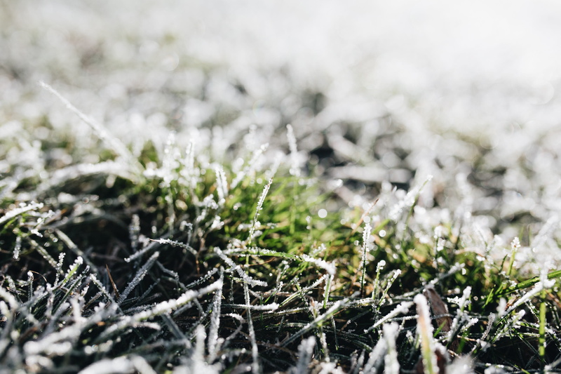 close-up, frost, ice, fir tree, plant, nobody, winter, snowing, selective focus, snowflake, 5K, backgrounds, white color, beauty in nature, land, day