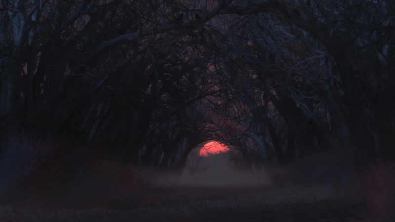 tranquil scene, plant, no people, tranquility, the way forward, forest, nature, beauty in nature, fog, non-urban scene, outdoors, treelined, direction