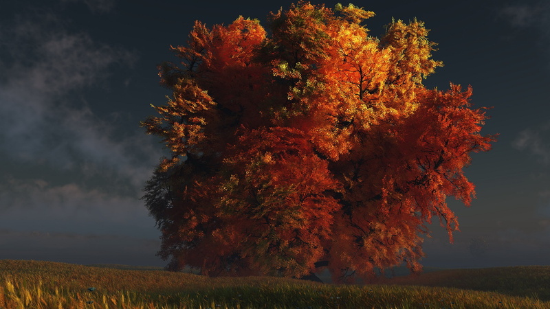 environment, no people, scenics - nature, tranquility, change, outdoors, land, field, orange color, non-urban scene, growth, autumn collection, tree, plant