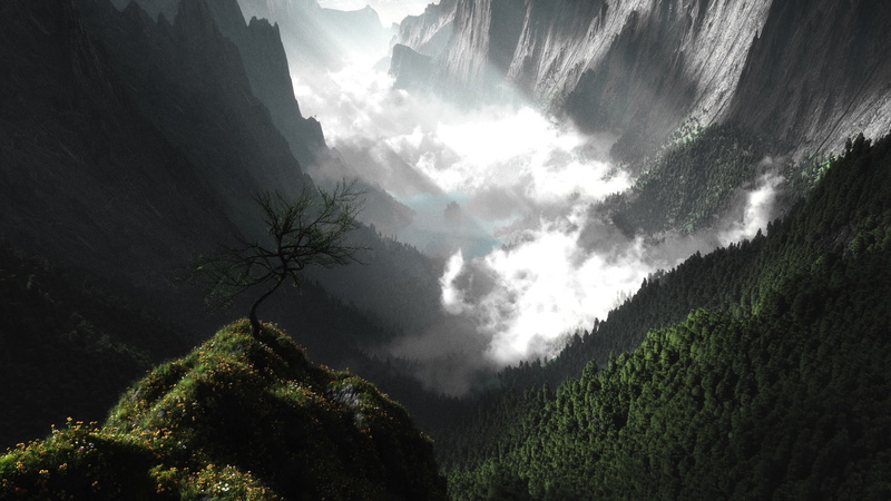 sky, forest, fog, 2K, no people, hi def nature pictures 2560x1440, scenics - nature, beauty in nature, nature, outdoors, plant, day, tranquil scene, tree
