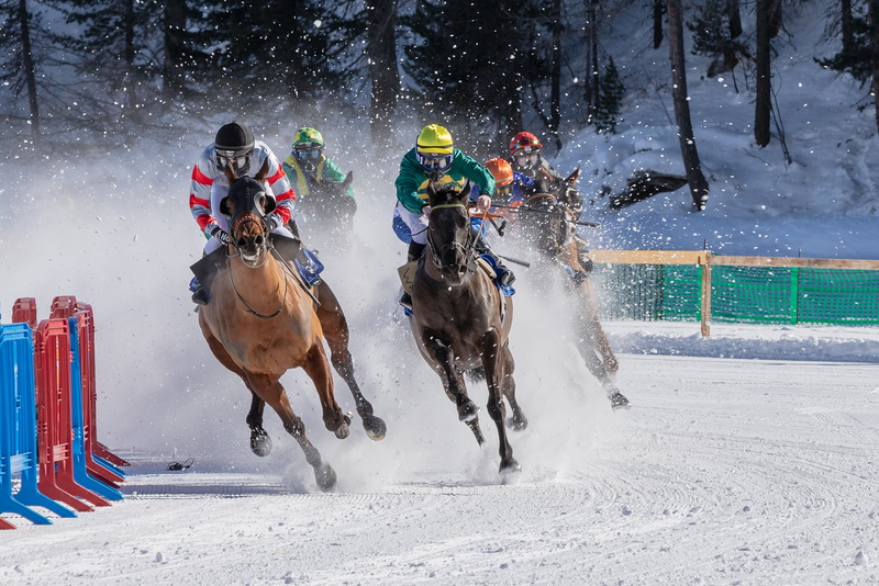 herbivorous, cold temperature, 4K, cold, mammal, moritz, ice, day, animals, nature, men, horses, vertebrate, real people, graubünden, st, group of animals