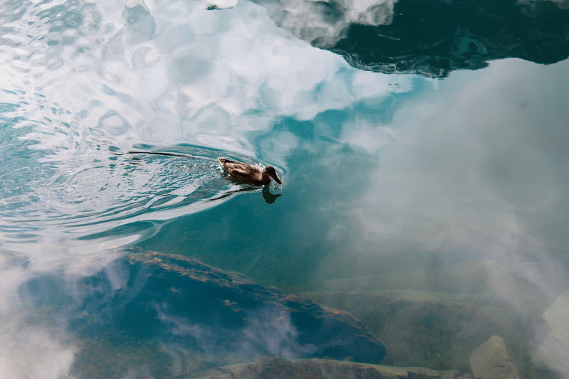 animals in the wild, reflection, waterfront, graubünden, travel, tropical, lake, beauty in nature, day, no people, duck, nature, outdoors, scenic, animal themes