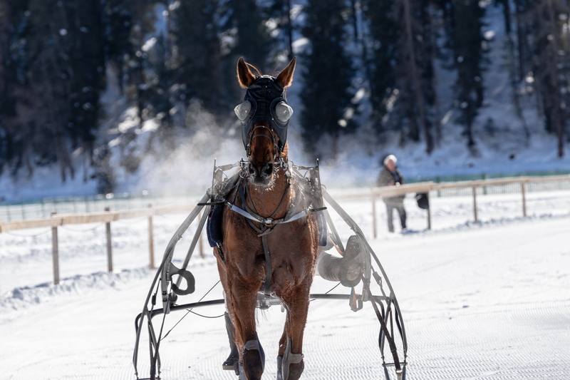 winter, front view, mammal, livestock, trotting, horse, one animal, engadin, jockey, nature, snow, day, horse racing, outdoors, 4K, animals, switzerland