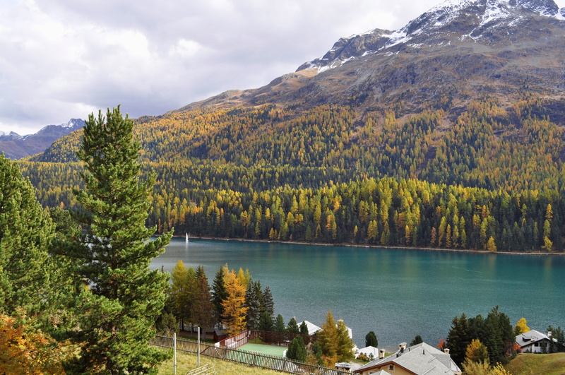 green color, scenics - nature, forest, no people, nature, pine woodland, lake, beauty in nature, st moritz switzerland, mountain, mountain range, coniferous tree
