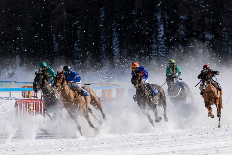 motion, graubünden, trot, animals, sports race, horse, gefrohren, jockey, animal wildlife, real people, switzerland, group of people, gallop, nature, mammal