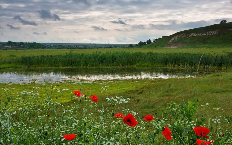 flowering plant, field, land, environment, home screen  nature pictures 1920x1200, beauty in nature, grass, 1080P, tranquil scene, nature, sky, cloud - sky