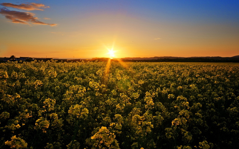 plant, sun, outdoors, beauty in nature, land, no people, environment, flower, sunlight, scenics - nature, growth, rural scene, home screen  nature pictures 1920x1200