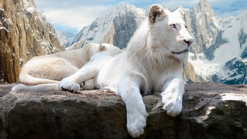 mountains, wild animal, lion, snow, 1080P, wildlife, animals, white lion