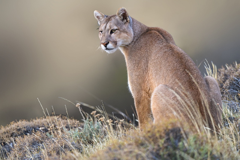 1080P, Puma, wild cat, Mountain lion, grass, background