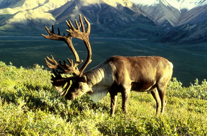 vertebrate, mammal, no people, animal, day, animals in the wild, field, animal themes, deer, domestic animals, nature, Herbiboro, Tundra, antler, Caribou