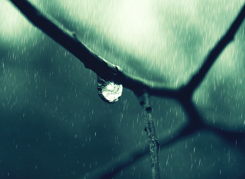 ice, rain, barrier, protection, water, day, branch, no people, security, sunlight, cold temperature, winter, close-up, outdoors, wall - building feature