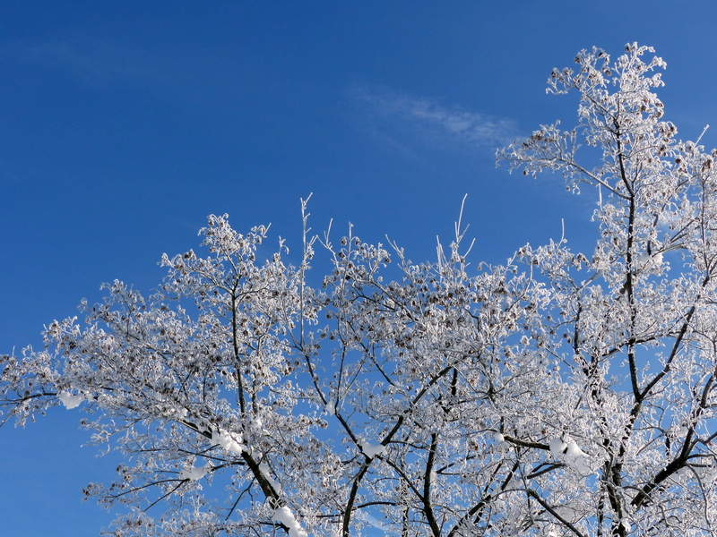 growth, flower, nature, Aesthetic, winter, no people, branch, winter time, blossom, cherry tree, clear sky, plant, tree, cold temperature, outdoors, hoarfrost