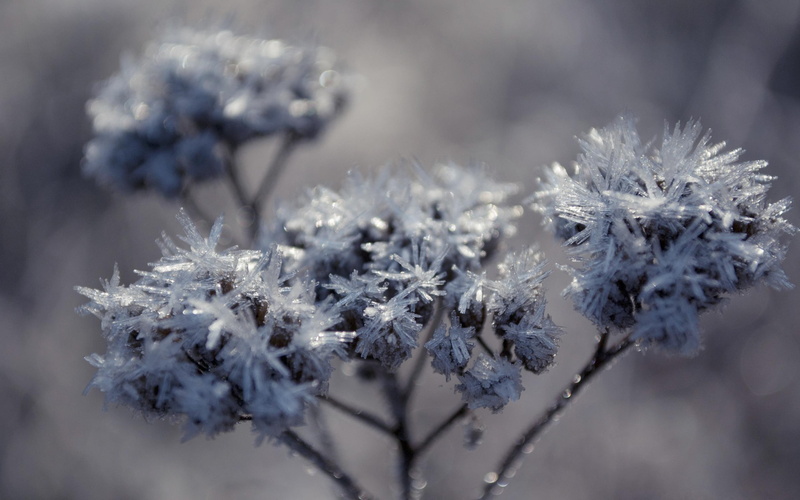 beautiful, nature, 2K, 3d and abstract, hoarfrost, amazing, flowers, landscape
