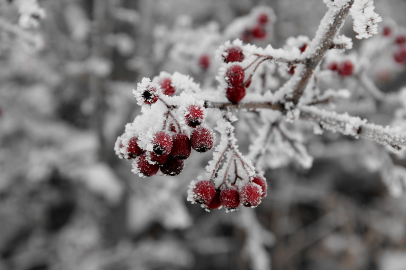 berries, rowan, weather, nature, hoarfrost, healthy eating, december, beauty In Nature, red, focus on foreground, backgrounds, forest, branch, food, food and drink