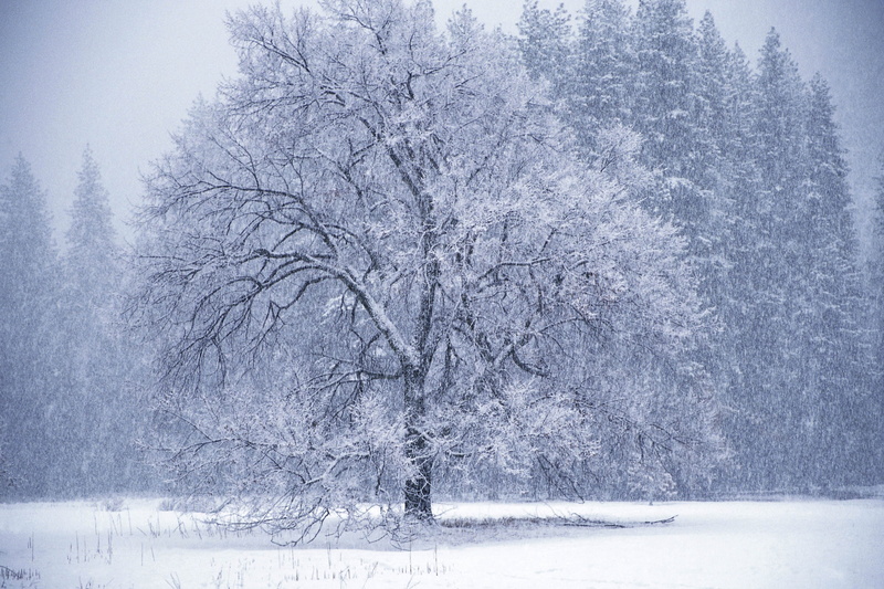 christmas, non-Urban Scene, land, extreme weather, 4K, ice, winter, day, scenics - nature, nature, snow, season, forest, plant, sky, bare tree, woodland