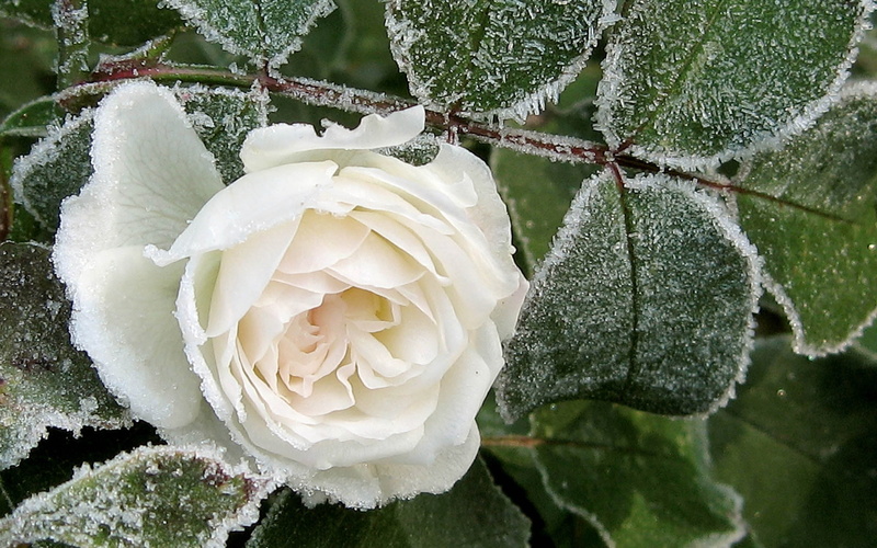 bouquet, love, rose - Flower, frost, green Color, day, petal, summer, single Flower, elegance, nature, no people, decoration, flowering plant, botany, hoarfrost