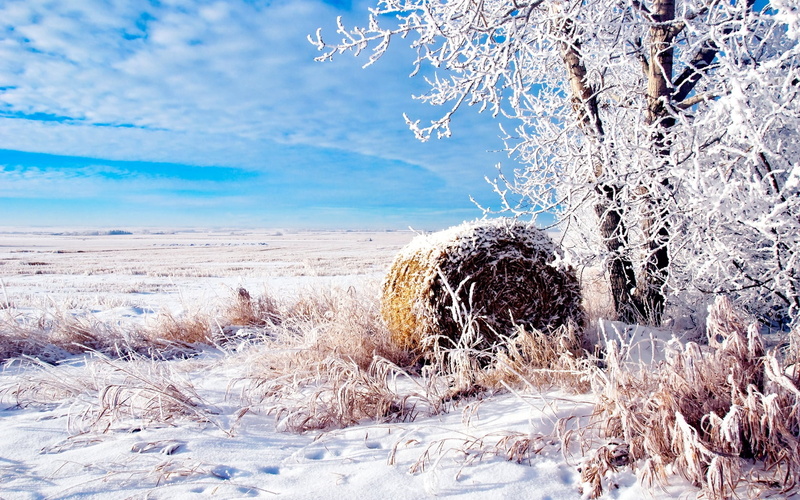 tranquil scene, field, season, hoarfrost, autumn, harvesting, cold - Temperature, backgrounds, grass, bale, sky, haystack, landscape, agriculture, straw
