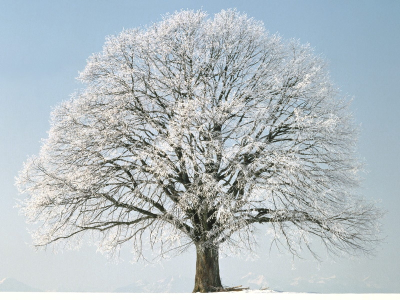 plant, leaf, blizzard, frozen, snow, winter, forest, 720P, single Object, scenics - nature, freshness, hoarfrost, tere, branch, outdoors, white, nature