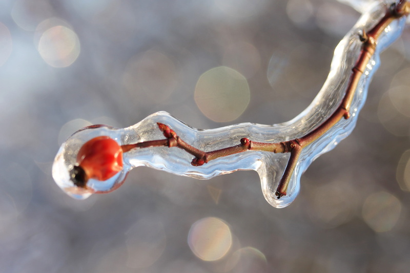 ice, close-up, 4K, tree, water, natural condition, outdoors, icicle, crystal, sunlight, no people, frozen, winter, cold temperature, selective focus, covered