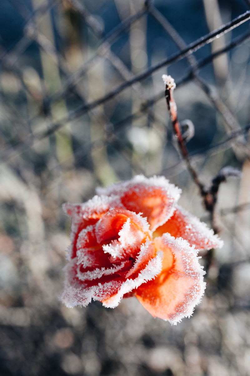 close-up, plant, 5K, flower, flora, healthy eating, rowanberry, nature, closeup, botany, outdoors, frozen, focus on foreground, snow, ice, frost, winter