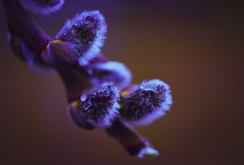 drop, flower, close-up, vulnerability, beauty In Nature, flower Head, purple, macro, stem, no People, indoors, background, softness, springtime, focus on foreground