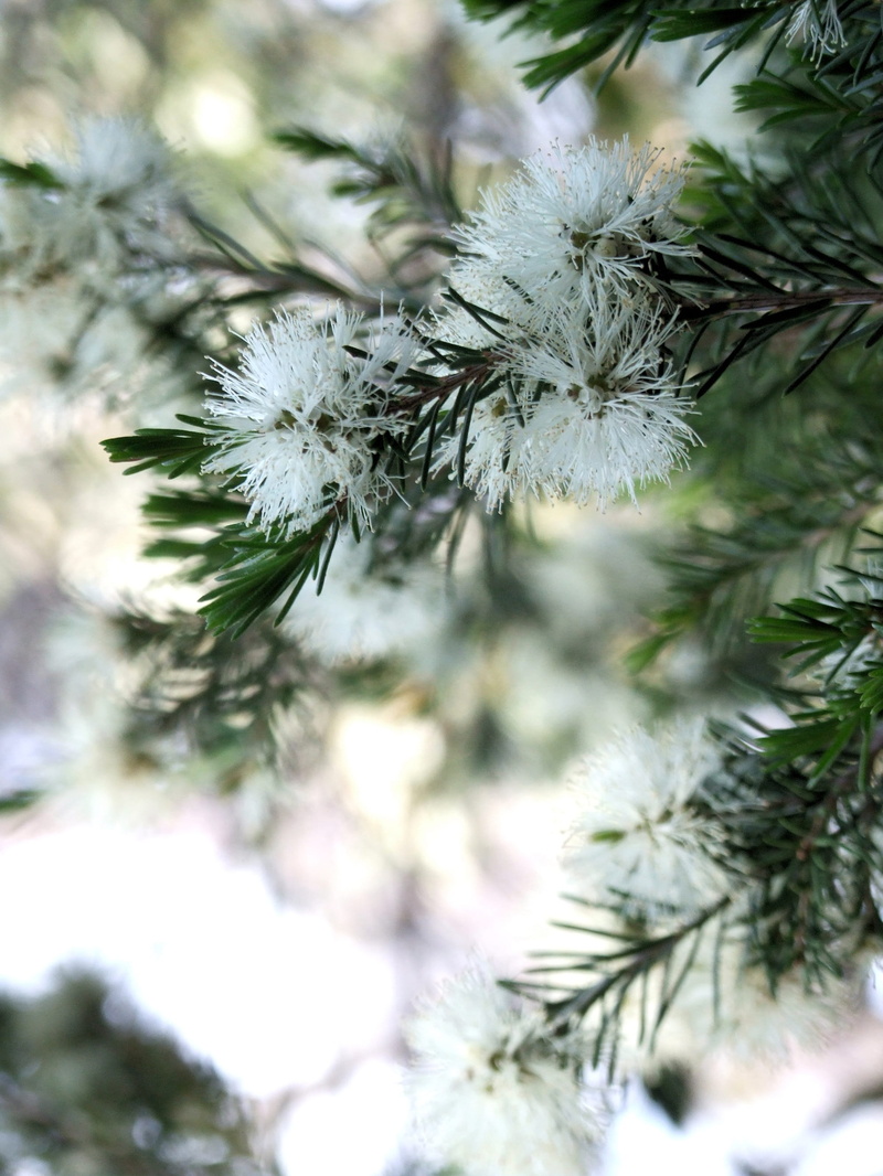 tree, close-up, bottlebrush, australia, beauty in nature, christmas, bottle brush, White Bottlebrush, green color, white color, snow, day, fir tree, needle - plant part