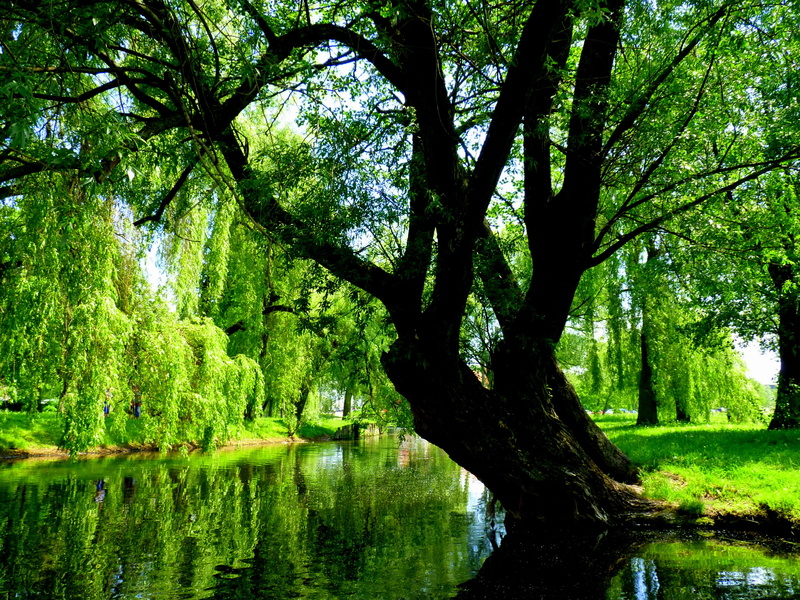nature, masuria, forest, no people, trees, tranquil scene, poland, tree trunk, reflection, trunk, day, land, water, beauty in nature, lake, green, river