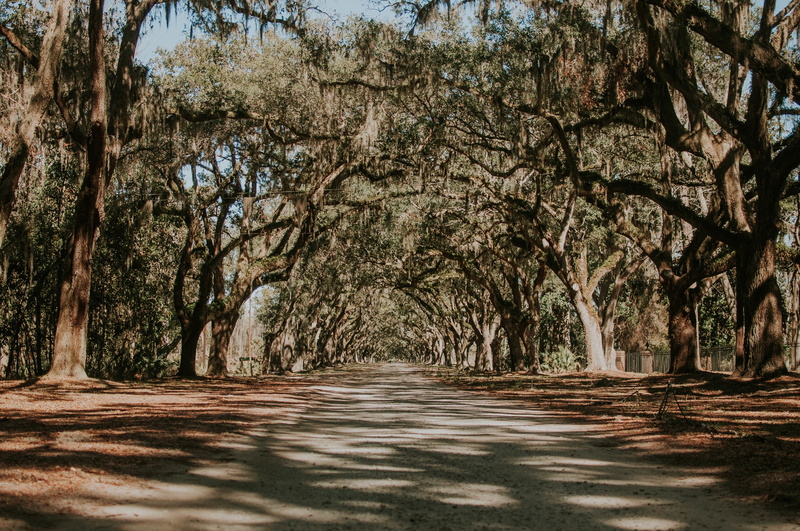 forest, nature, footpath, park - Man Made Space, long, transportation, vanishing point, direction, beauty In Nature, backgrounds, woodland, rural Scene