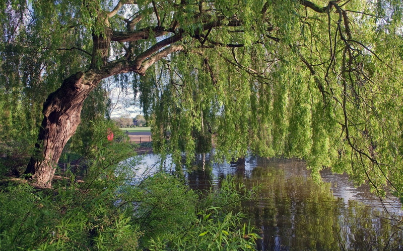 tree, tranquil scene, willow tree, land, reflection, branch, outdoors, growth, nature, lake, download nature  desktop 1920x1200, scenics - nature, 1080P