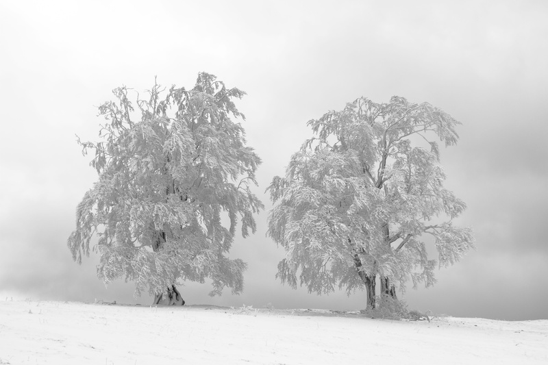 nature, snow, foggy, tranquil scene, white, landscape, blizzard, icy, cold temperature, cold, fog day, field, beauty in nature, 5K, day, hoarfrost, covered