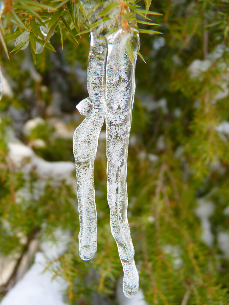 purity, Frozen, eisapfen, icy, Icicle, day, no people, focus on foreground, cold, ice, outdoors, water, close-up, winter, ice cold, growth, Cold, Winter