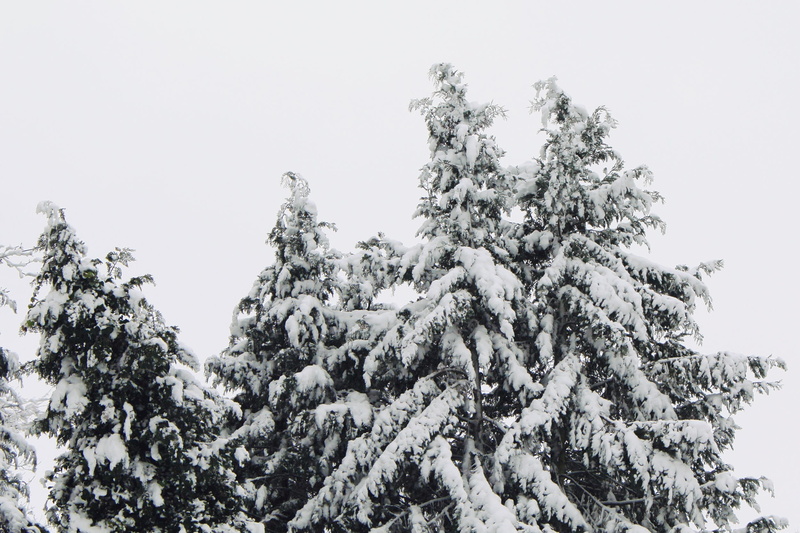 growth, wintry, white, 1080P, fir tree, branch, clear sky, pine tree, tranquil scene, frozen, scenics - nature, Snowfall, trees, Icy, snow flurry, coniferous tree